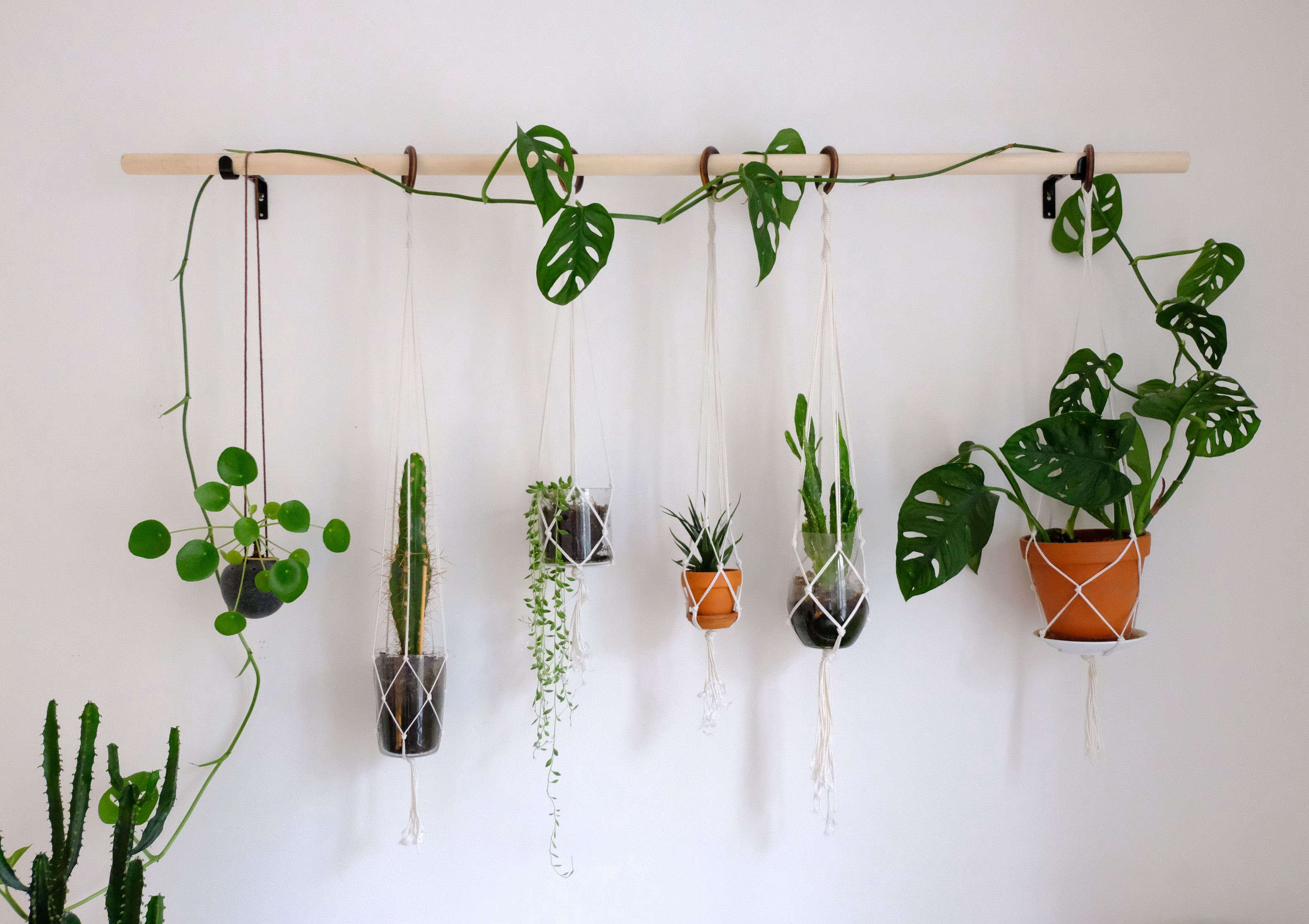 Diy Hanging Plant Wall With Macrame