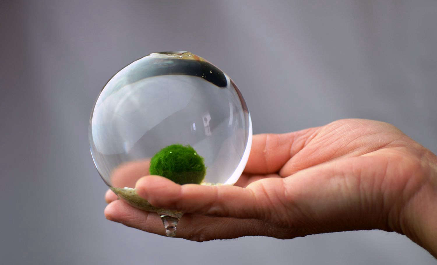 Join the Marimo Moss Ball Craze : The Perfect Indoor Water Garden