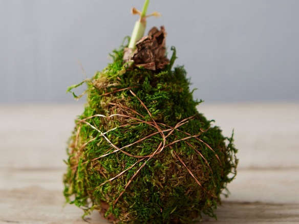 Moss Wrapped Amaryllis Bulb