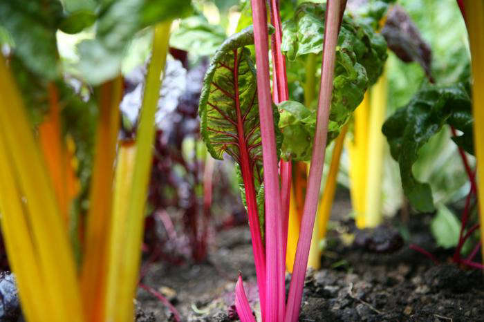 Rainbow chard growing in healthy soil on photographer Howard Sooley&#8\2\17;s allotment. See more in Bounty from a North London Allotment.
