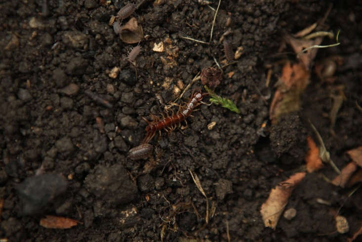 Leaf litter provides shelter and nutrients to beneficial insects like centipedes and millipedes. Photograph by Jim Powell for Gardenista, from \10 Essential Insects You Need in the Garden.
