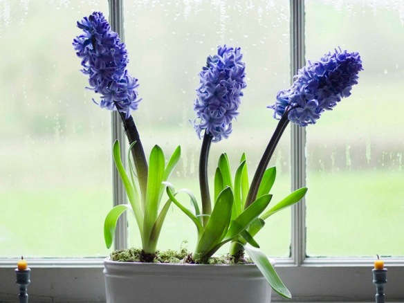 Scented Blue Hyacinths