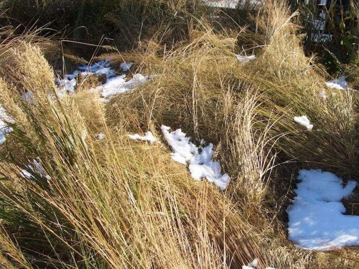 Snow collected on the ornamental grasses on the High Line after Hurricane Sandy in 2012. Photograph by Jeanne Rostaing. For more, see Secrets to Surviving a Hurricane: NYC’s High Line Park.