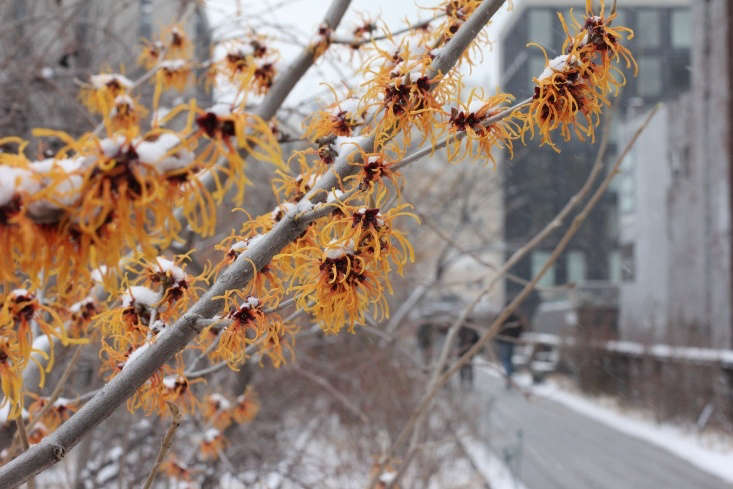 Snow collects on the branches of Hamamelis x intermedia ‘Jelena’, a witch hazel on the High Line. Photograph courtesy of the High Line.