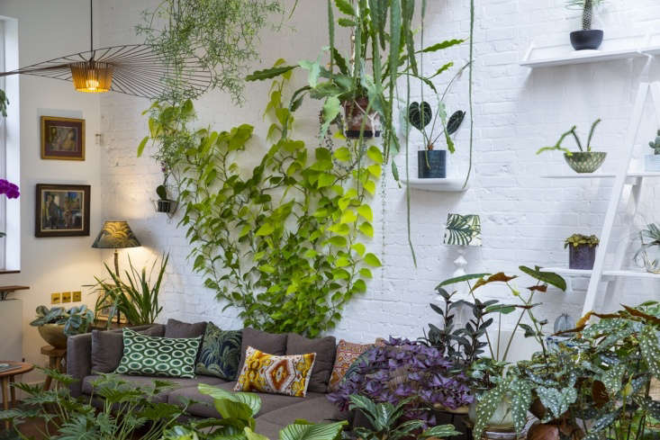 Absolutely everyone wants to know what the plant is that creeps up the white painted brick walls behind his sofa—and how it stays there.  It&#8\2\17;s a neon pothos—and regular readers to Gardenista will remember from my post on \10 Secrets to Successful Houseplants from the Experts that he uses Command brand sticky hooks.