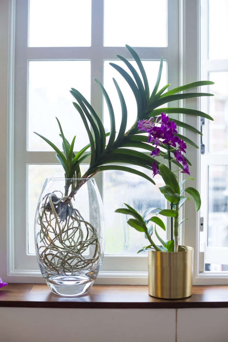 A Vanda orchid (L) and a Dendrobium orchid share a sunny spot on a windowsill.