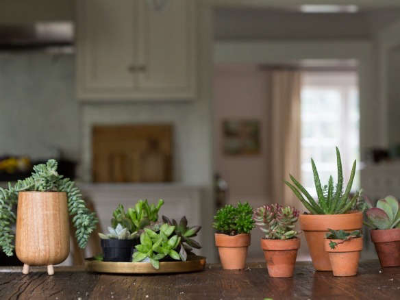 Succulents: 8 Tips to Help Your Favorite Indoor Plants Survive Winter