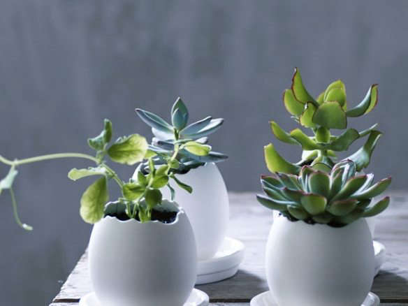 Object of Desire: Plant Pots for Succulents from Rowen & Wren