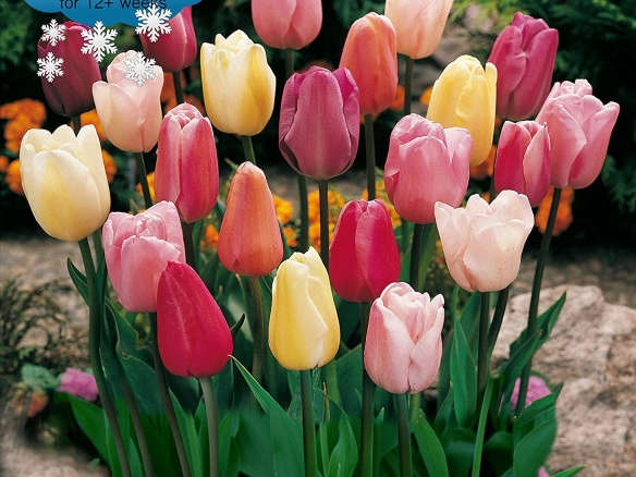 Pre-chilled Mixed Triumph Tulips
