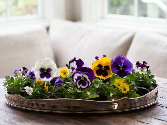 Giant Pansies: Rethinking a 1960s Bedding Plant
