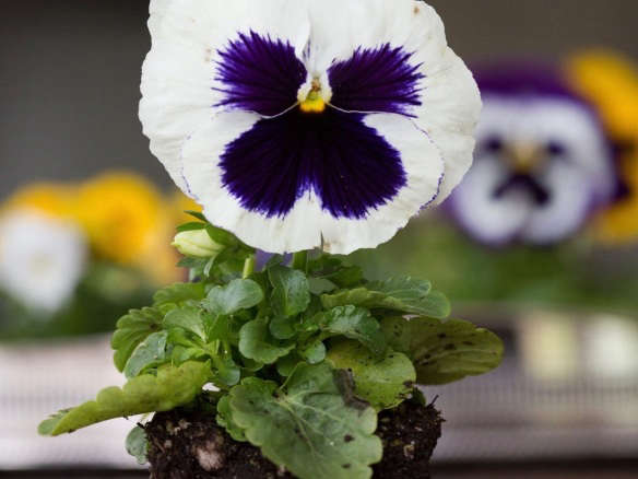 Viola x wittrockiana Majestic Giant ‘White’