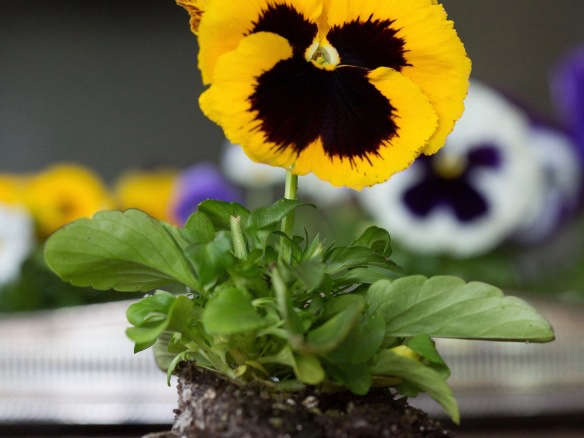 Mammoth Queen Yellow Bee (Pansy) – 1735G