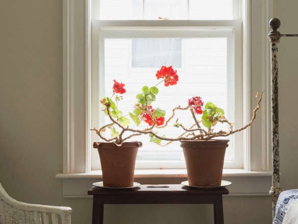 Everything You Need to Know About Houseplants