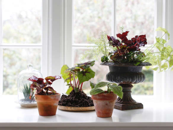 Ask the Expert: 7 Favorite Begonias and How to Care for Them