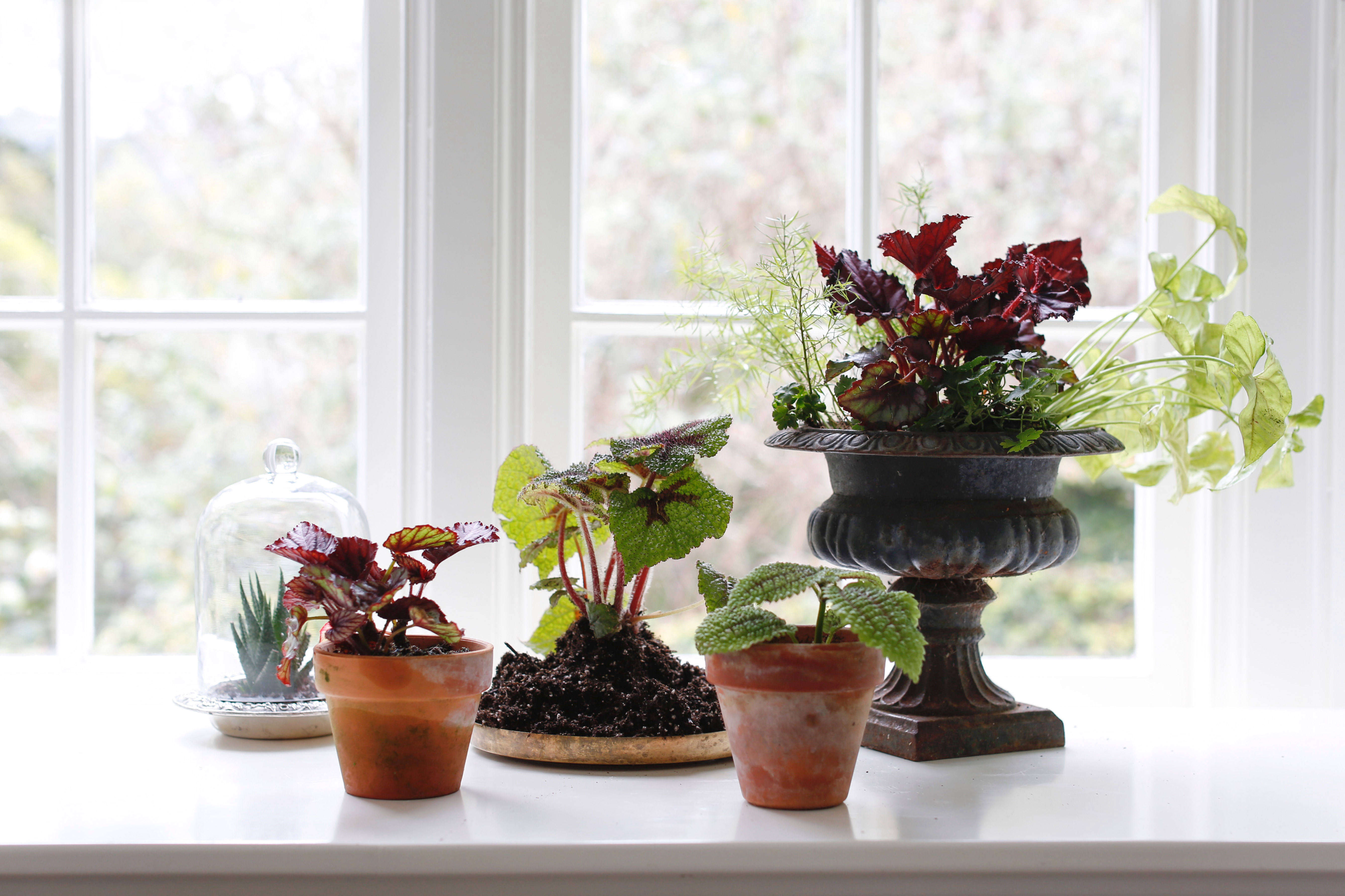 Growing Begonias Indoors: Tips For Successful Indoor Gardening