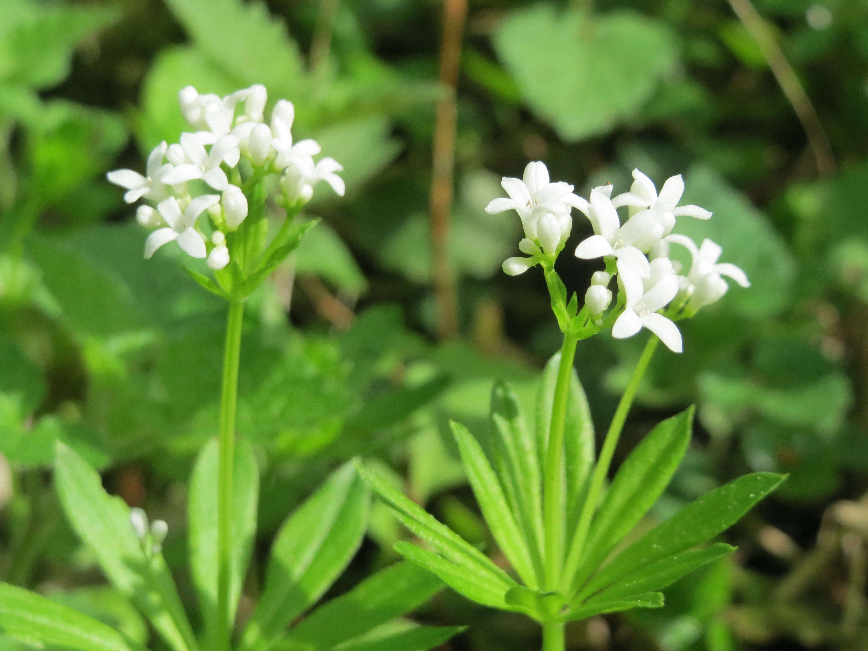 How to Successfully Grow Sweet Woodruff A Field Guide to Planting ...