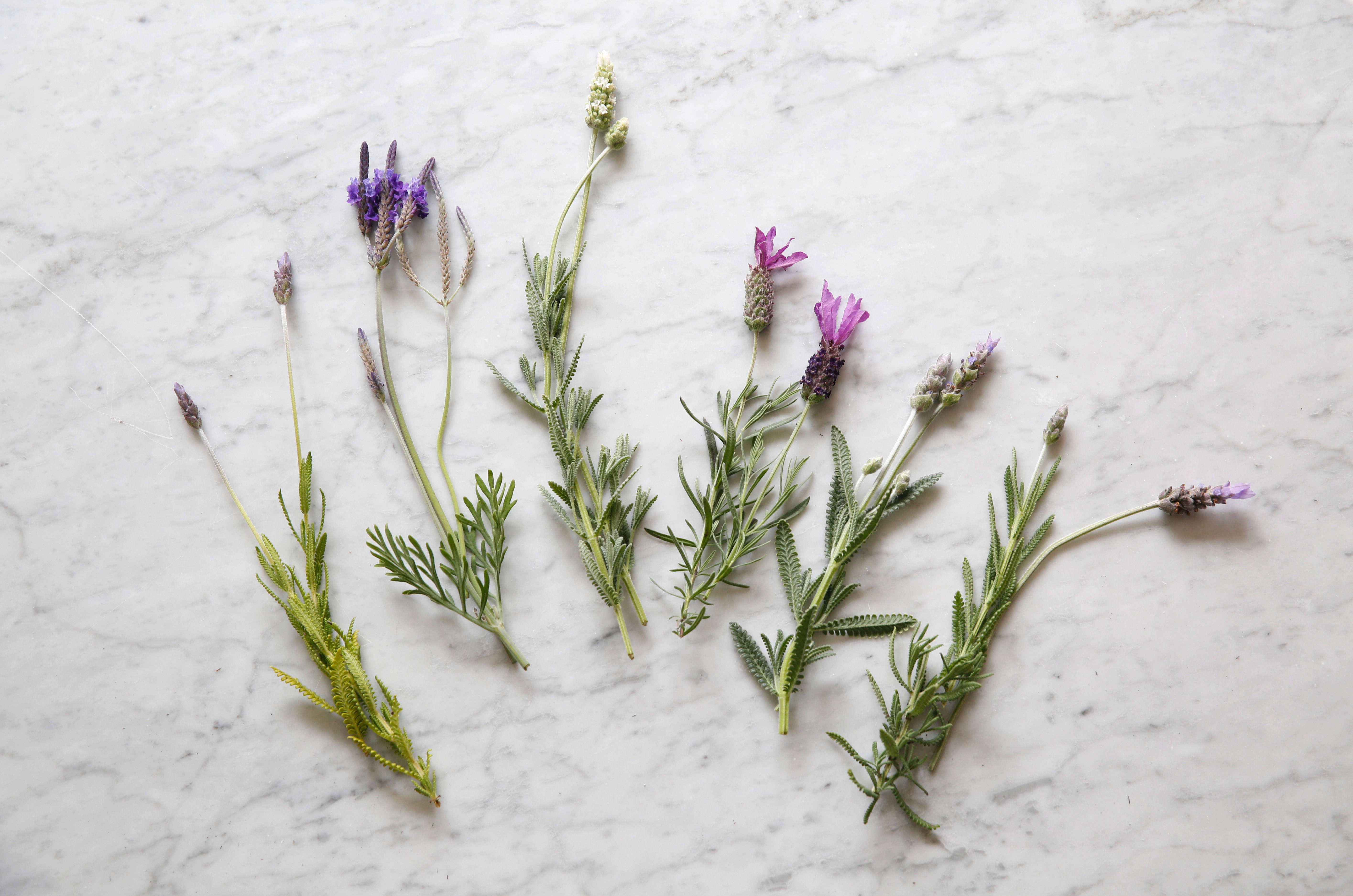 Everything You Need to Know About Lavender Plus 10 Kinds to Grow ...