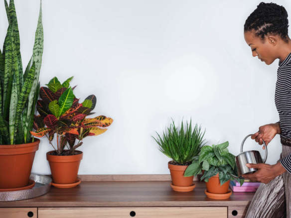 Houseplant Disruptors: The Instant Jungle Courtesy of Bloomscape