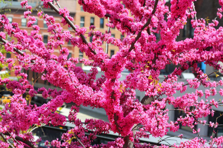 One cultivar offers eye-poppingly neon pink blossoms: &#8\2\16;Appalachian Red&#8\2\17; is not exactly red.