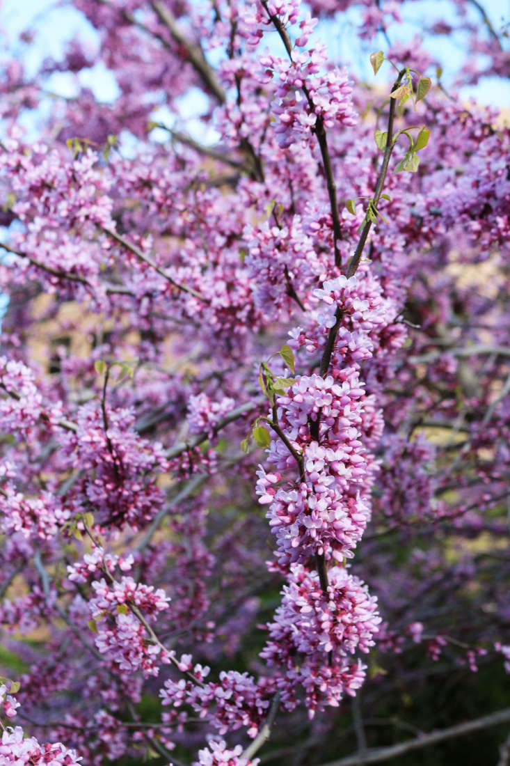 Redbud is a modest-size tree, making it a good choice for small and urban gardens where space is at a premium.