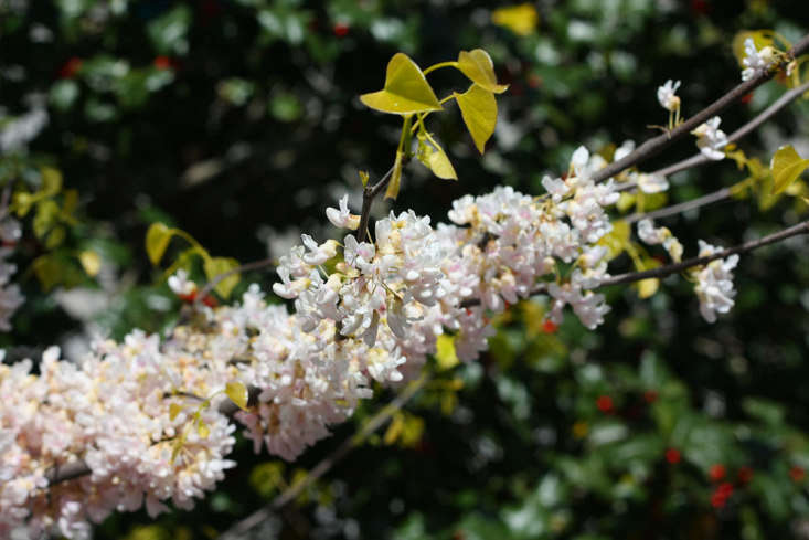 And if redbud pink is not your thing, choose cultivars such as &#8\2\16;Royal White&#8\2\17;, &#8\2\16;Texas White&#8\2\17;, and &#8\2\16;Alba&#8\2\17; for their cool and calm white blooms.