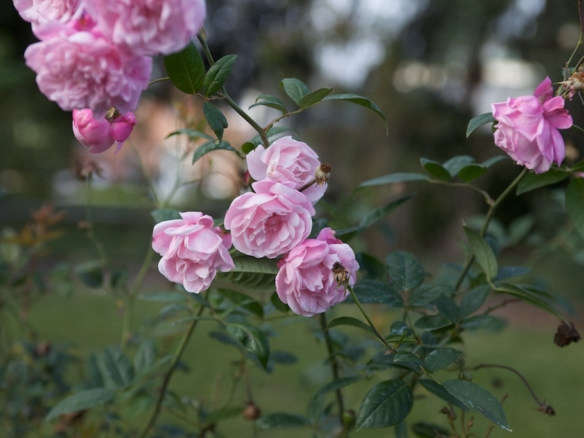 Everything You Need to Know About Roses