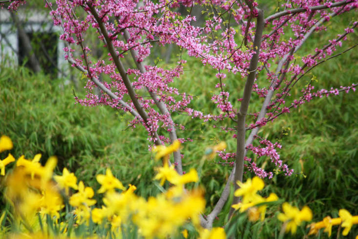 The unique flowering habit of redbud makes it an effective showstopper, whether planted where it will contrast unapologetically with swaths of daffodils, or in a more restrained and indigenous garden.