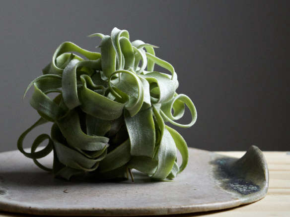 Object of Desire: Curly Tillandsia Houseplant