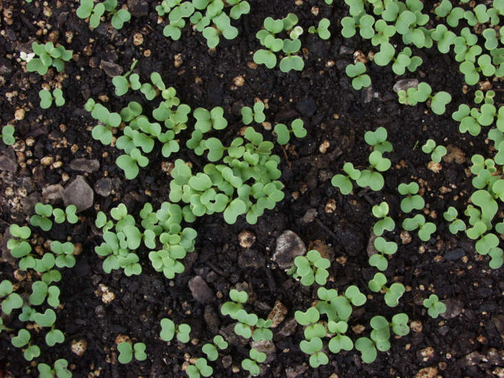 Mustard green seedlings in an edible garden. Photograph by Maggie McCain via Flickr, from \10 Garden Ideas to Steal from Appalachia.