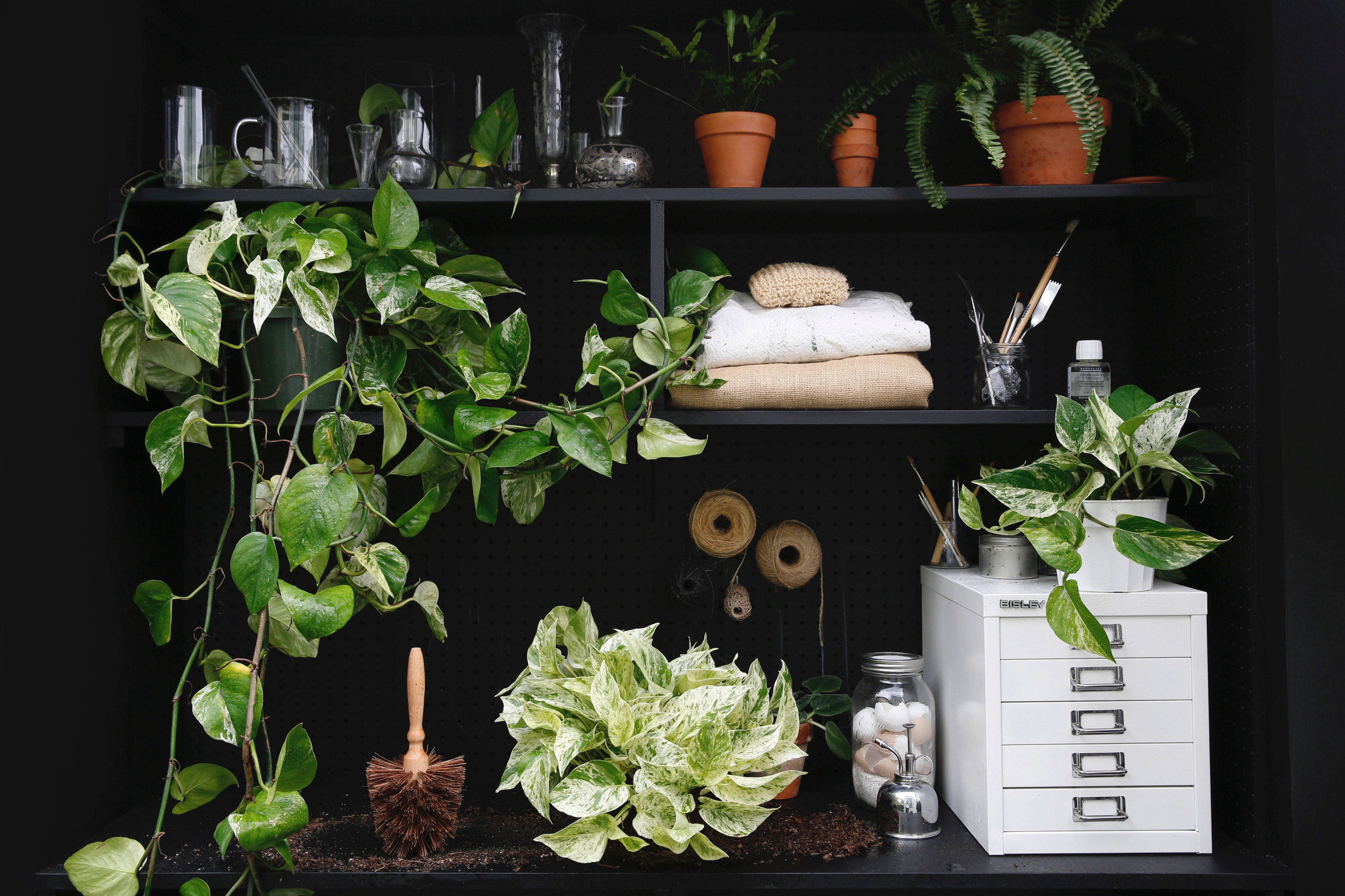 Pothos A Plant Care and Growing Guide for a Tropical Houseplant
