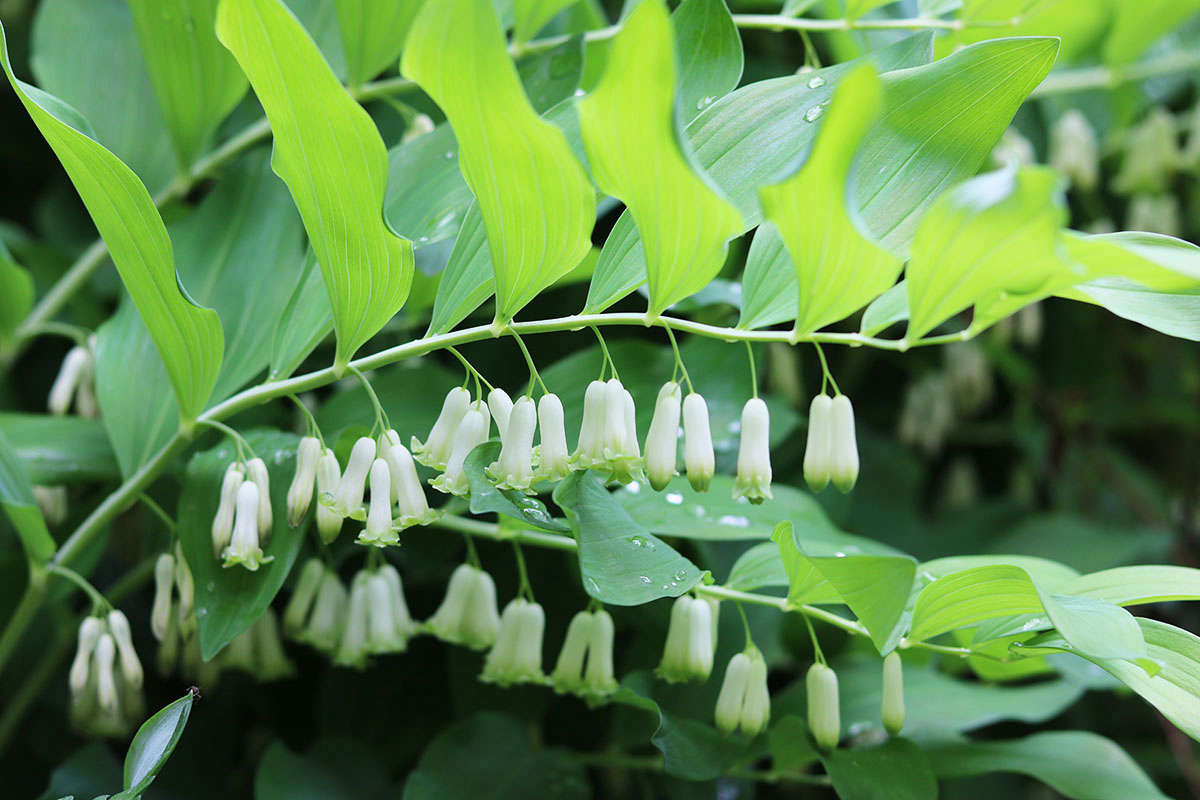 how to successfully grow solomon's seal: a field guide to planting
