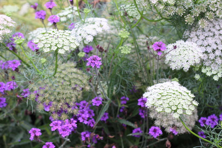 Ammi visnaga is a shorter, chunker alternative to the more billowy Ammi majus, growing to around two feet tall. It&#8\2\17;s a wonderful companion plant to stronger colored perennials, including verbena, and is a useful filler plant for cutting, too.