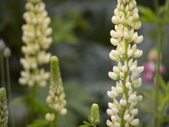 Russell Lupine Seeds – Noble Maiden