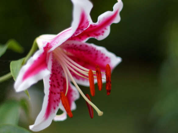 Stargazer Oriental Lily Bulbs