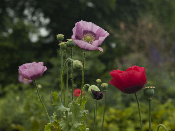 Gardening 101: Opium Poppy
