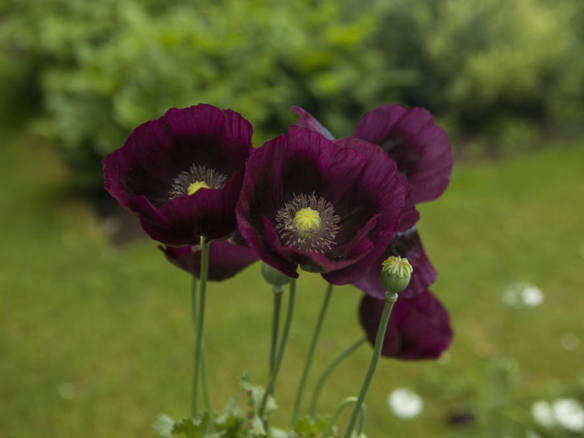 Poppy - Curated Collection from Gardenista