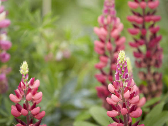 Lupine polyphyllus Gallery Pink