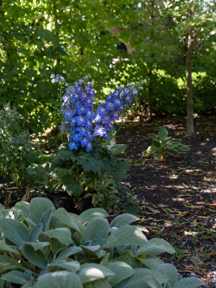 Gardens at Helen Dealtry's House in Claverack, New York, Photo by Alison Engstrom for Gardenista