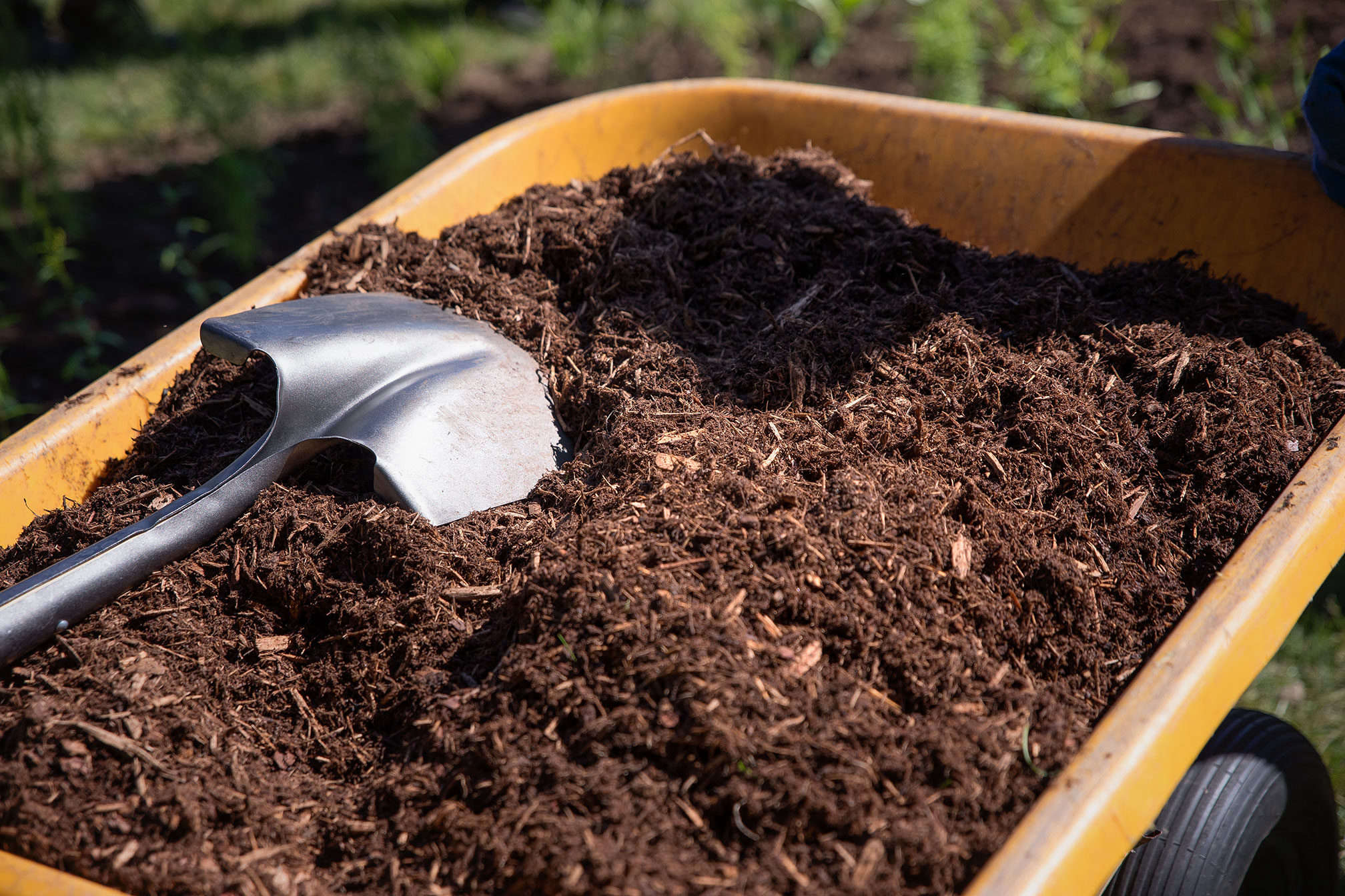 5 Things Nobody Tells You About Mulch