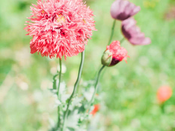 Lilac PomPom – Poppy