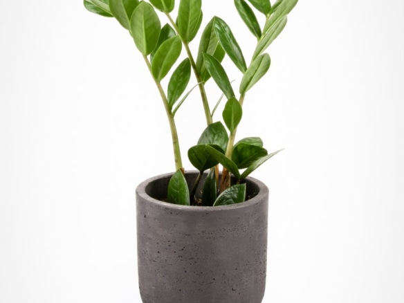 Zamioculcas Zamiifolia – ZZ Plant