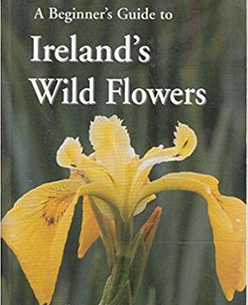 A Beginner’s Guide to Ireland’s Wild Flowers