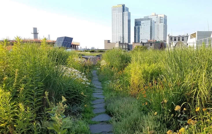 A flagstone path cuts through an urban meadow wonderland on Vice Media’s \20,000-foot rooftop garden, built by the design team behind Brooklyn Grange. Just eight inches of planting depth (using green roof media by Rooflite) supports this thriving plant community. Photograph by Marie Viljoen, from Vice Media&#8\2\17;s Rooftop: A Brooklyn Meadow Garden with Panoramic Views.