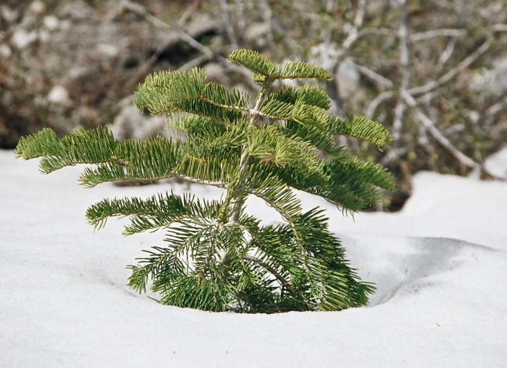 A baby white fir (Abies concolor) braves the snow on Mount Whitney in California. Photograph by Geographer via Wikimedia, from Gardening \10\1: Fir Tree.