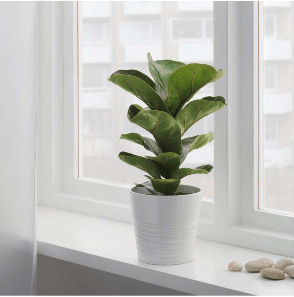 20 Things Nobody Tells You About Fiddle Leaf Fig Trees   Gardenista