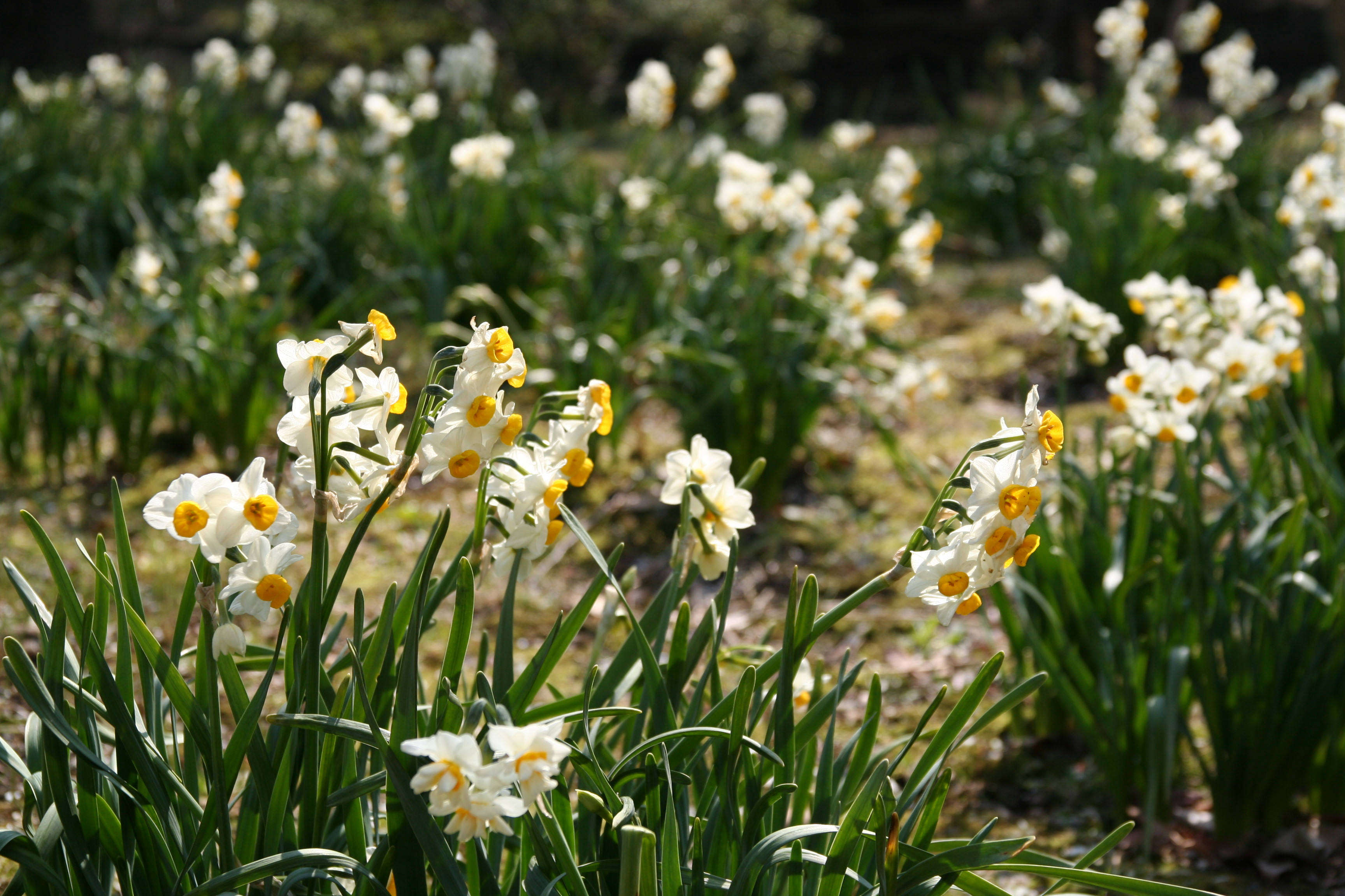 10 Things Nobody Tells You About Narcissus - Gardenista