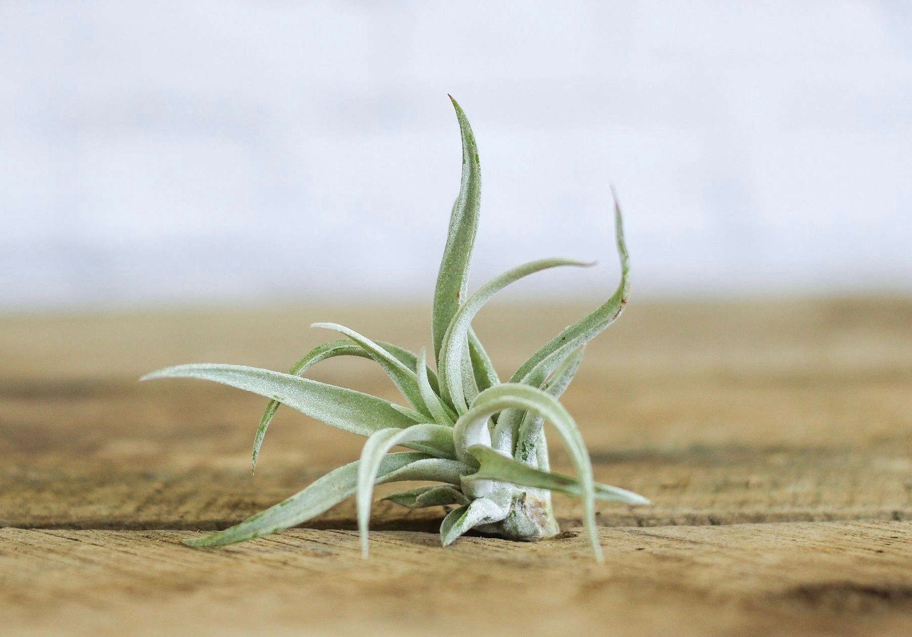 21 Things Nobody Tells You About Air Plants   Gardenista