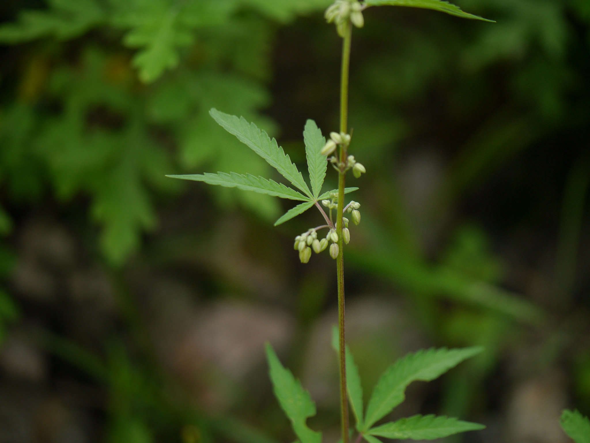 Dominant genetics in marijuana plant