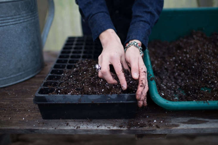 Erin Benzakein of Floret rests her cell flats on trays filled with water, as watering from below is preferable to watering from above when it comes to seeds. Photograph by Chris Benzakein, courtesy of Floret, from Your First Garden: What You Need to Know Before You Grow Plants from Seeds.