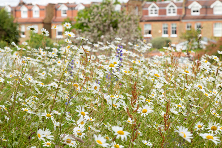The rooftop daisy meadow, up close.
